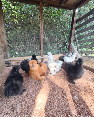 Galline ornamentali