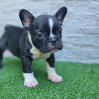 Bulldog francese pronto consegna