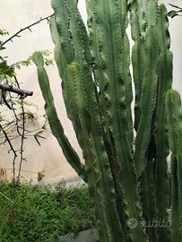 Euphorbia gigante  270cm Pianta ornamentale 