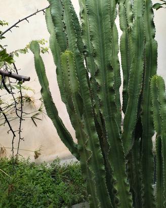 Euphorbia gigante  270cm Pianta ornamentale 