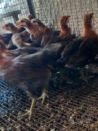 Gallina Siciliana tris di pulcinotti