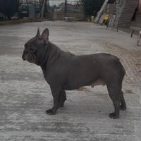 Bulldog francese Femminuccia 2 anni Recupero Spese