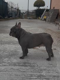 Bulldog francese Femminuccia 2 anni Recupero Spese