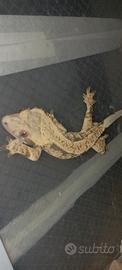 Geco ciliatus
