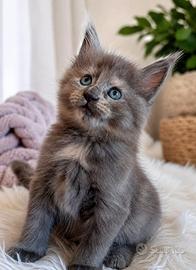 Cucciola di Maine Coon