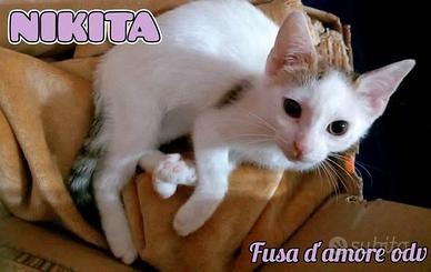 Nikita: gattina in adozione