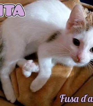 Nikita: gattina in adozione