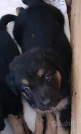 Cuccioli pastore tedesco belga
