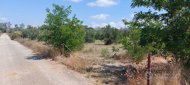 Uliveto da 14.000 metri con comodo accesso strada