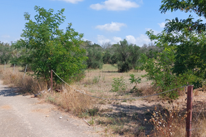 Uliveto da 14.000 metri con comodo accesso strada