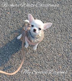 Chihuahua femmina pelo corto