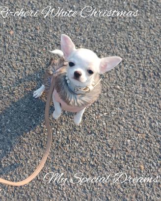 Chihuahua femmina pelo corto