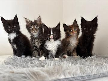 Maine Coon