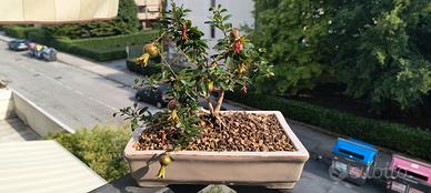 bonsai di melograno