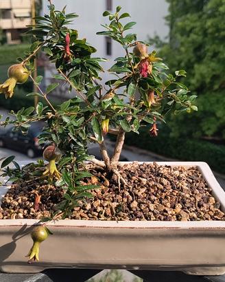 bonsai di melograno