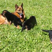 Cuccioli di pastore tedesco
