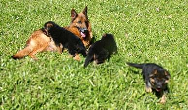 Cuccioli di pastore tedesco