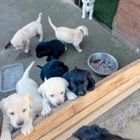 Cuccioli di Labrador colore miele e neri