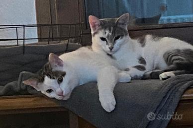 Coppia gattini