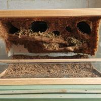 terrario paludario rettili vetro 