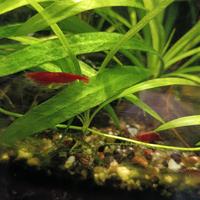 Caridine red-cherry