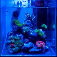 Acquario Cubo 40x40 AQPet extrachiaro