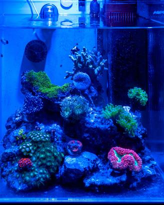 Acquario Cubo 40x40 AQPet extrachiaro