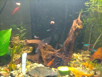 Black Molly e Portaspada più neon