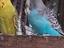 Immagine 1
