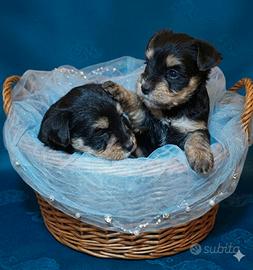 Morkie