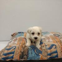 Cuccioli di maltese mini