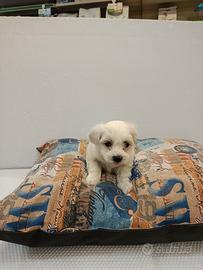 Cuccioli di maltese mini