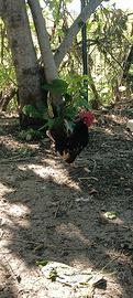 Gallo razza serama