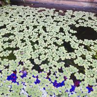  piante galleggiante salvinia minima