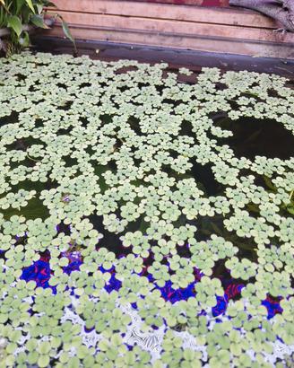  piante galleggiante salvinia minima