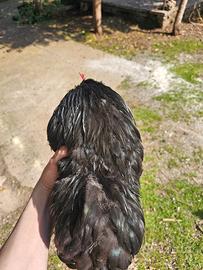 Galli cocincina nana