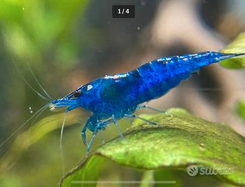 Neocaridine Davidi Blu Gamberetti