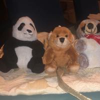 Piccoli orsetti di peluche