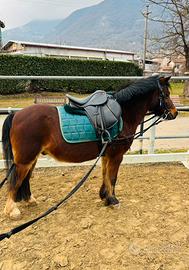 Splendido pony per tutti