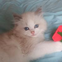 Cuccioli ragdoll genitori con pedigree