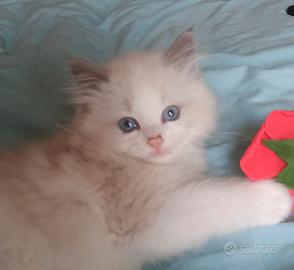 Cuccioli ragdoll genitori con pedigree