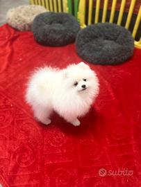 Spitz tedescoNano ( Pomerania)