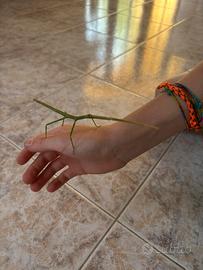 Insetti stecco