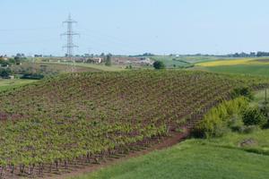 Vigneto di 2 ettari a soli 10 minuti da Roma Eur 