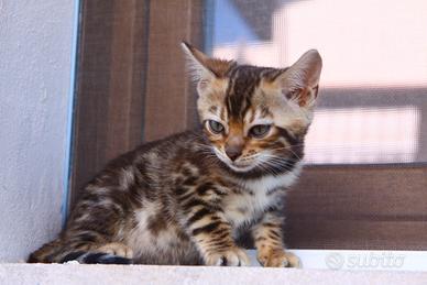 Gatto del bengala