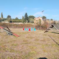 Attrezzi agility dog