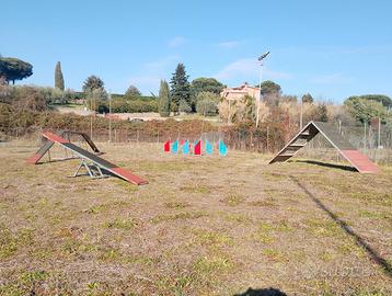 Attrezzi agility dog