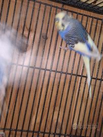 Disponibili coppie riproduttive cocorite