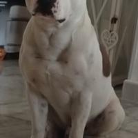 Staffordshire per monta