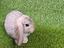Immagine 1